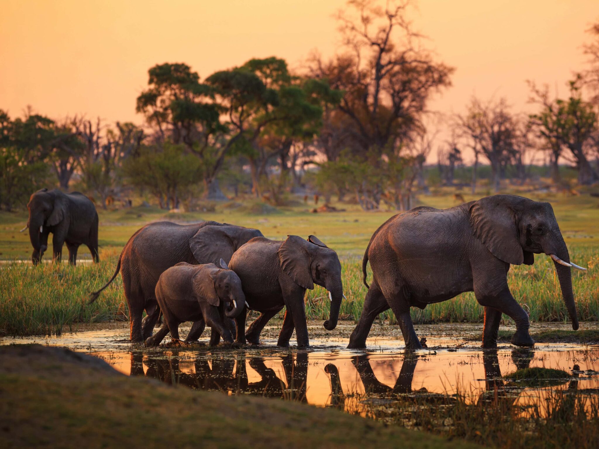 Familia de elefantes cruzando un humedal al atardecer en Botswana, uno de los mejores safaris en diciembre 2025.
