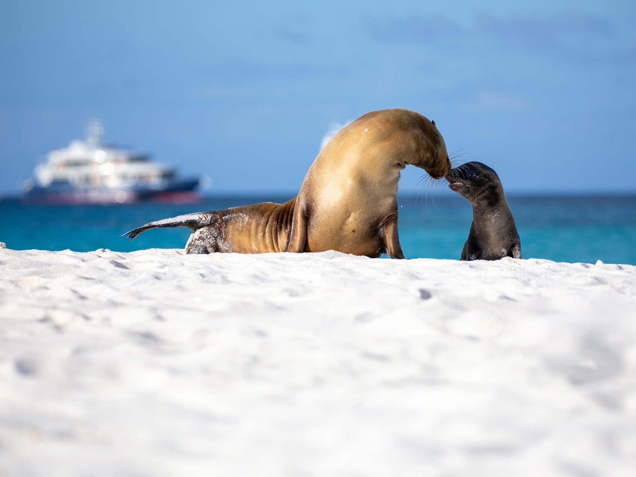 Leones marinos en la playa con un crucero al fondo en las Islas Galápagos, uno de los mejores cruceros en diciembre 2025.
