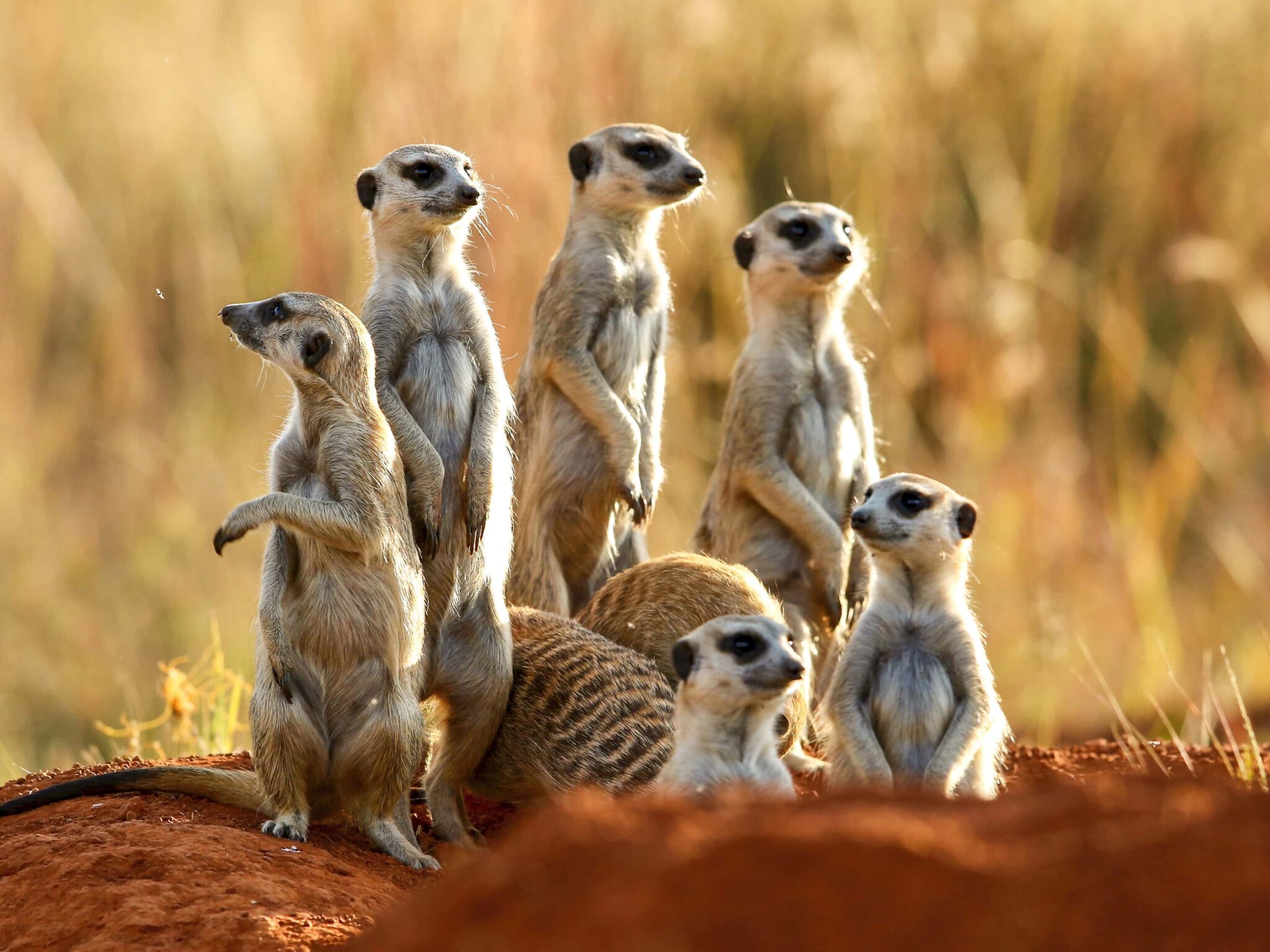 Grupo de suricatas en Sudáfrica, uno de los mejores safaris en diciembre 2025 para observar fauna salvaje.
