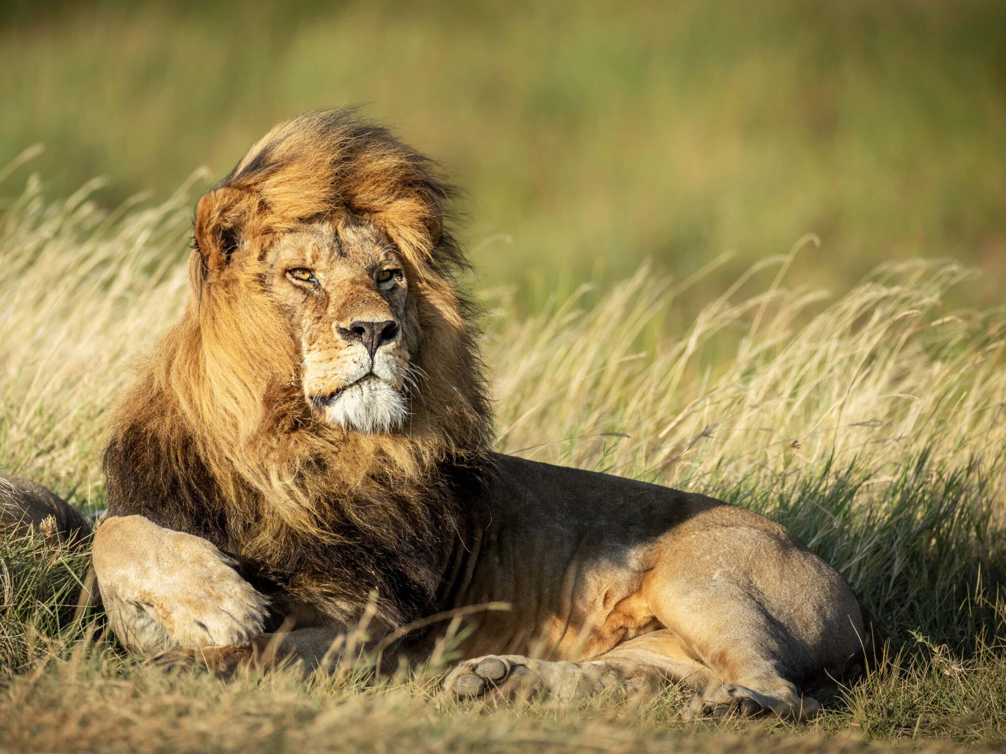 León macho descansando entre la hierba dorada en Tanzania, uno de los mejores safaris en diciembre 2025.